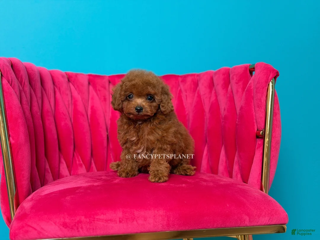 Toy Poodle dogs for sale: Key to my soul - Ad 1
