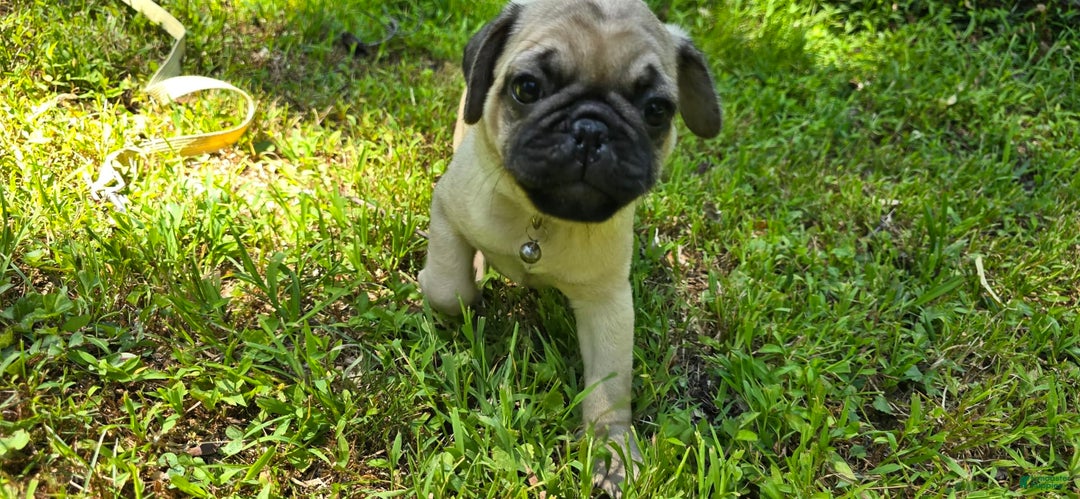 Pug dogs for sale: Davy - Ad 8