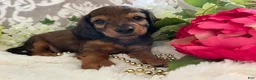 Miniature Dachshund dogs for sale: Moose - Ad 7