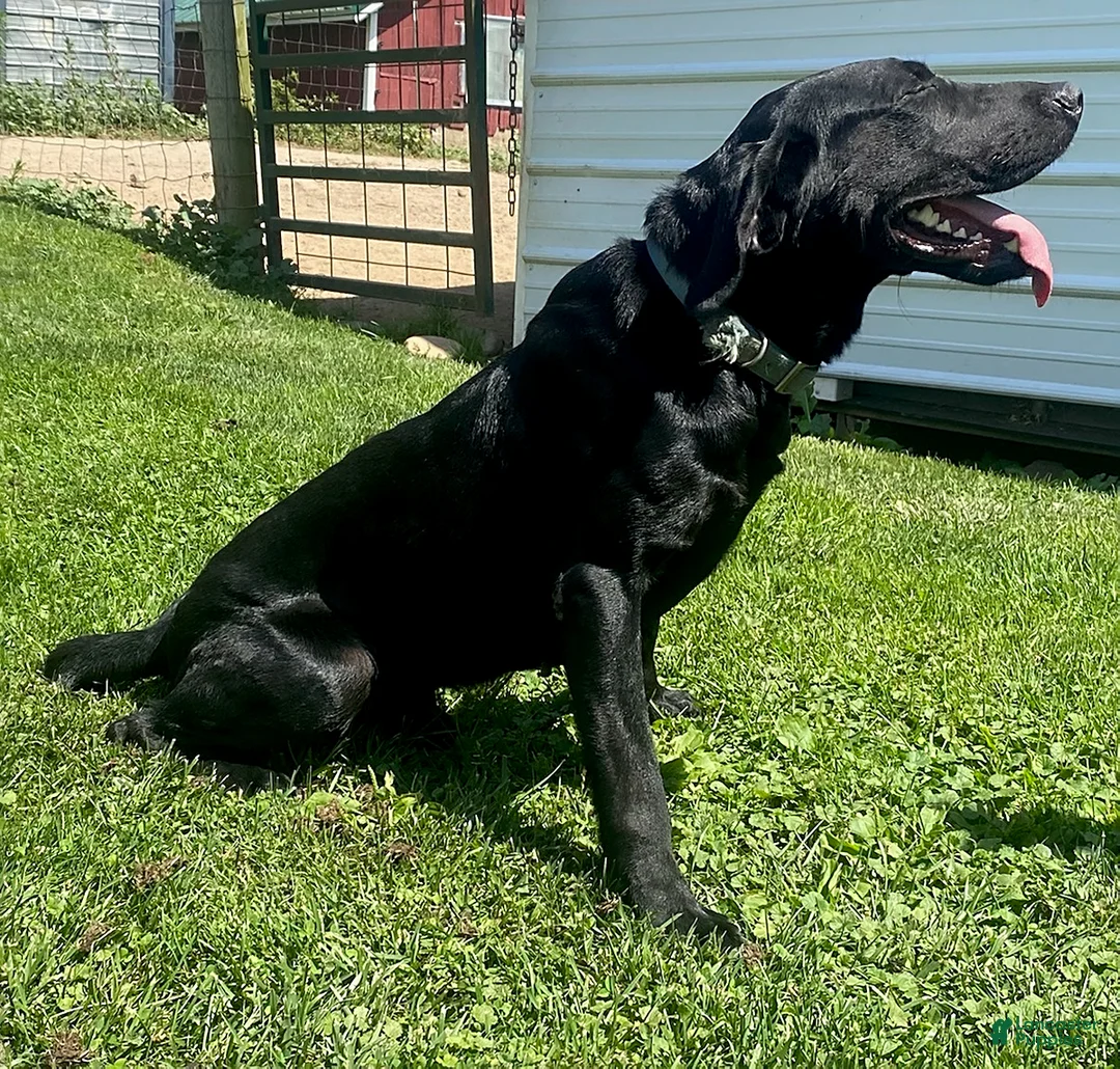 Labrador Retriever dogs for sale: Molly - Ad 4
