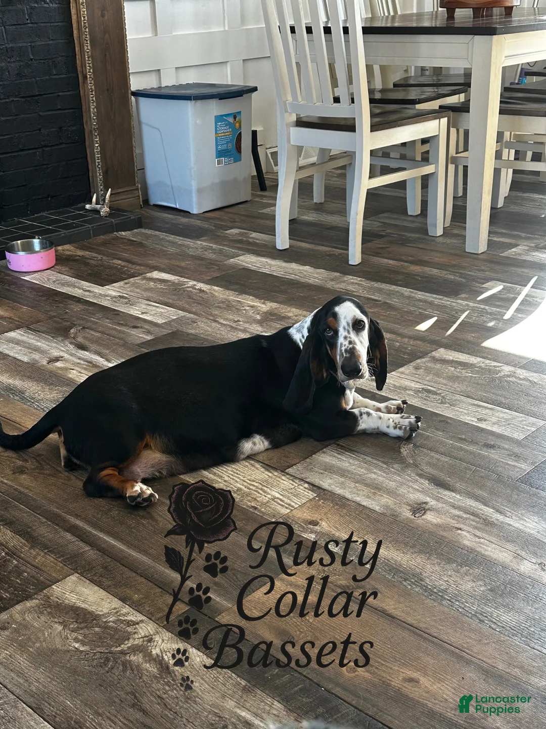 Basset Hound dogs for sale: Patsy - Ad 5