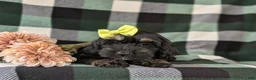 Cockapoo dogs for sale: Laureen - Ad 6