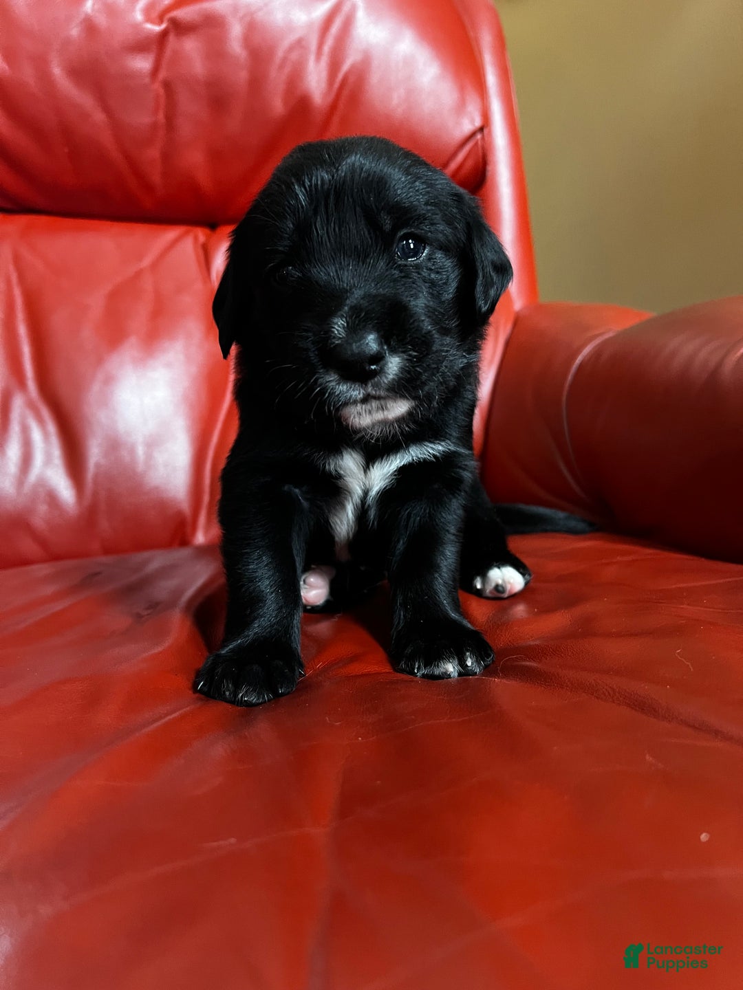 Goldador dogs for sale: Lulu - Ad 1