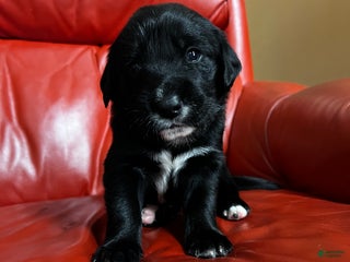 Goldador dogs Lulu - Ad 12