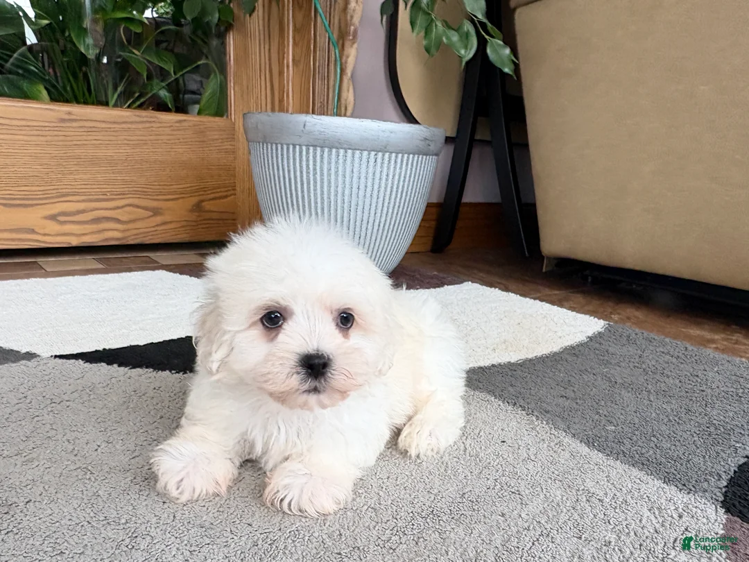 Mixed Breed dogs for sale: Lhasa/Coton male 3 - Ad 2