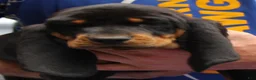 Black And Tan Coonhound dogs for sale: Lois - Ad 2