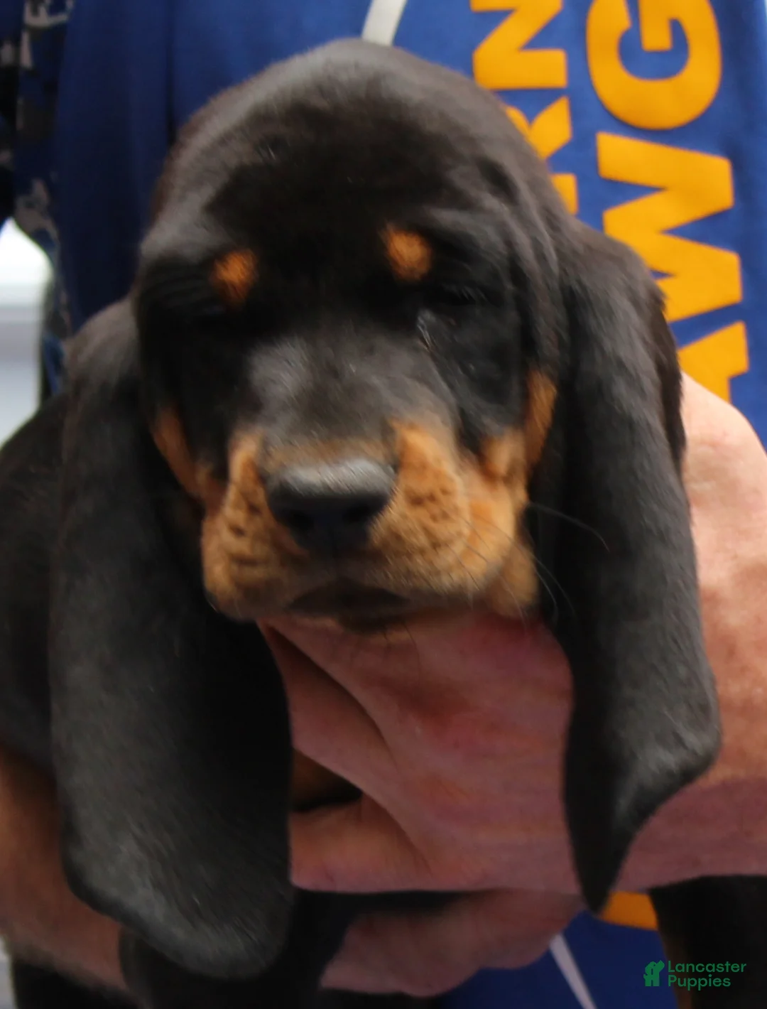 Black And Tan Coonhound dogs for sale: Lois - Ad 2