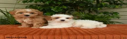 Maltipoo dogs for sale: Olivia - Ad 5