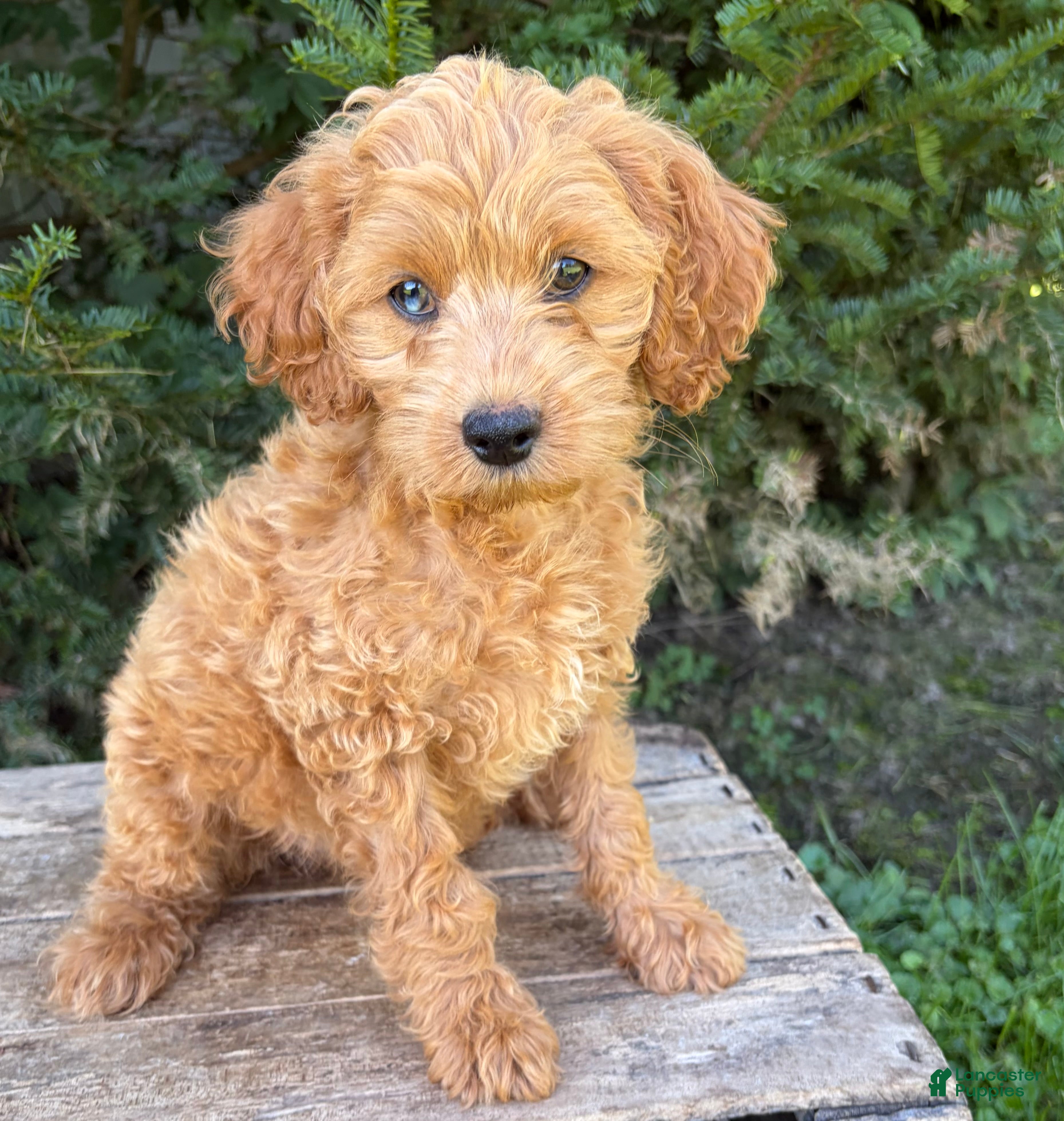 Cockapoo dogs Jewel - Ad 1