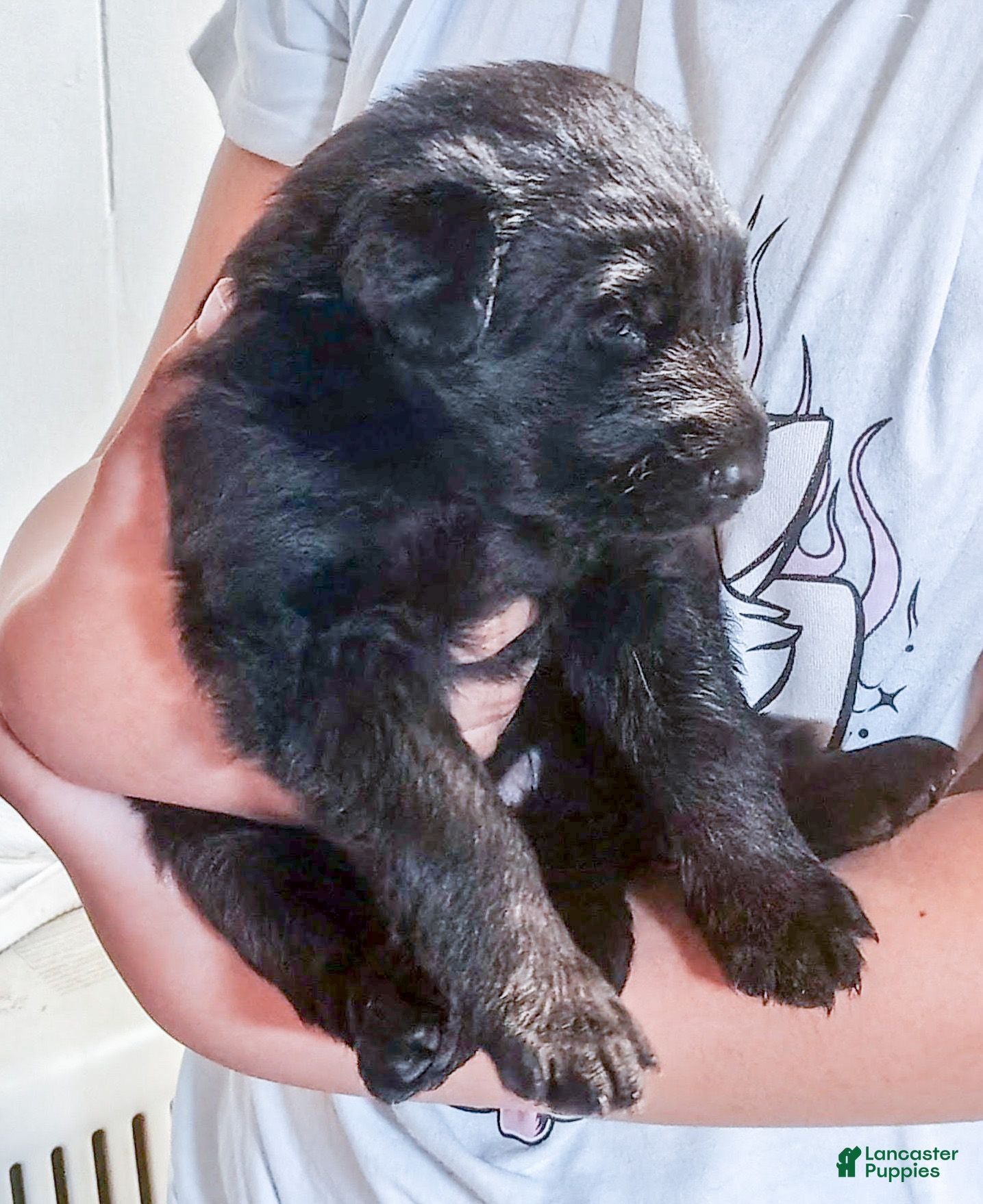 German Shepherd dogs AKC German Shepherd Puppy 4 - Ad 1
