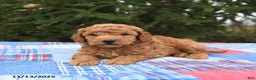 Mini Goldendoodle dogs for sale: Jersey - Ad 2