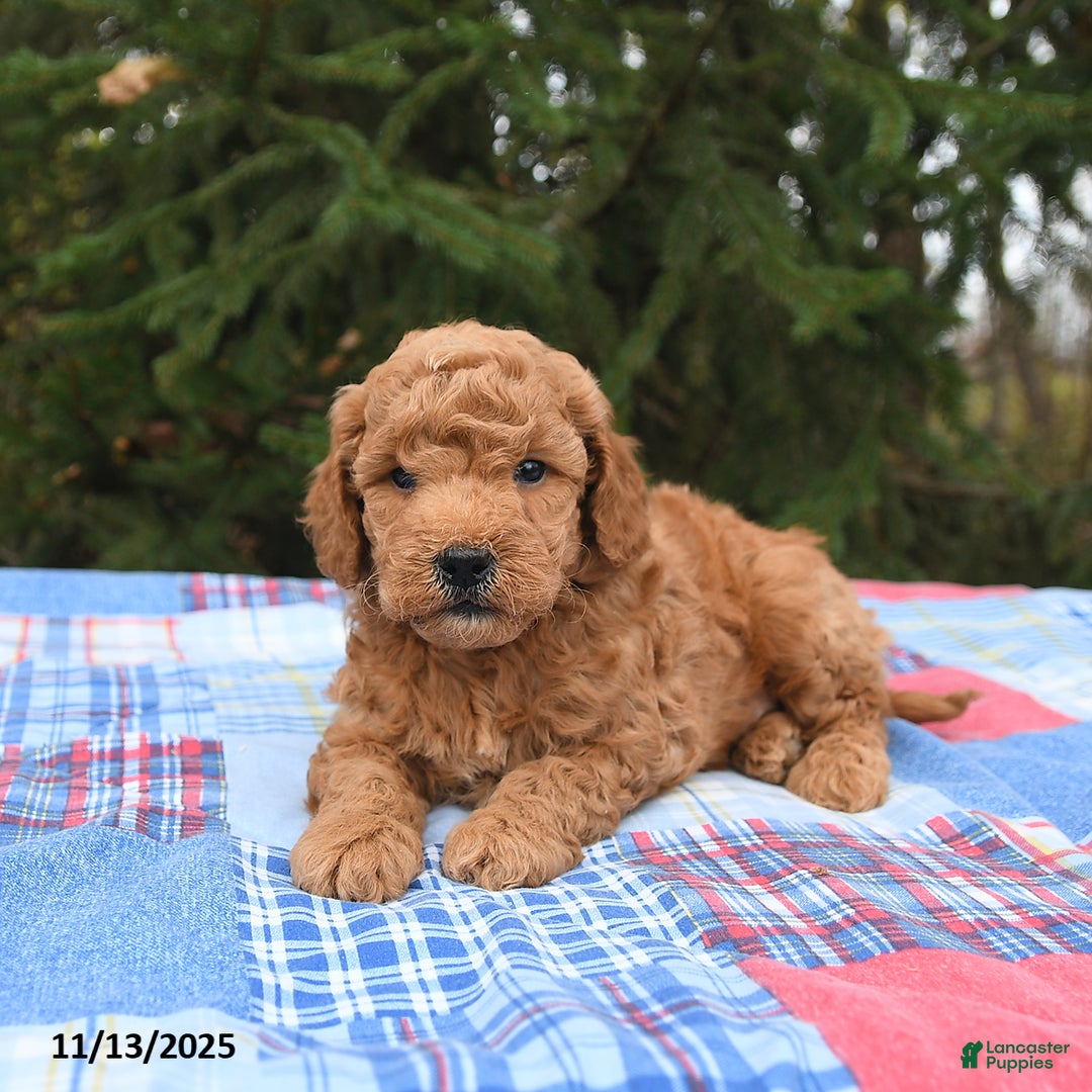 Mini Goldendoodle dogs for sale: Jersey - Ad 2