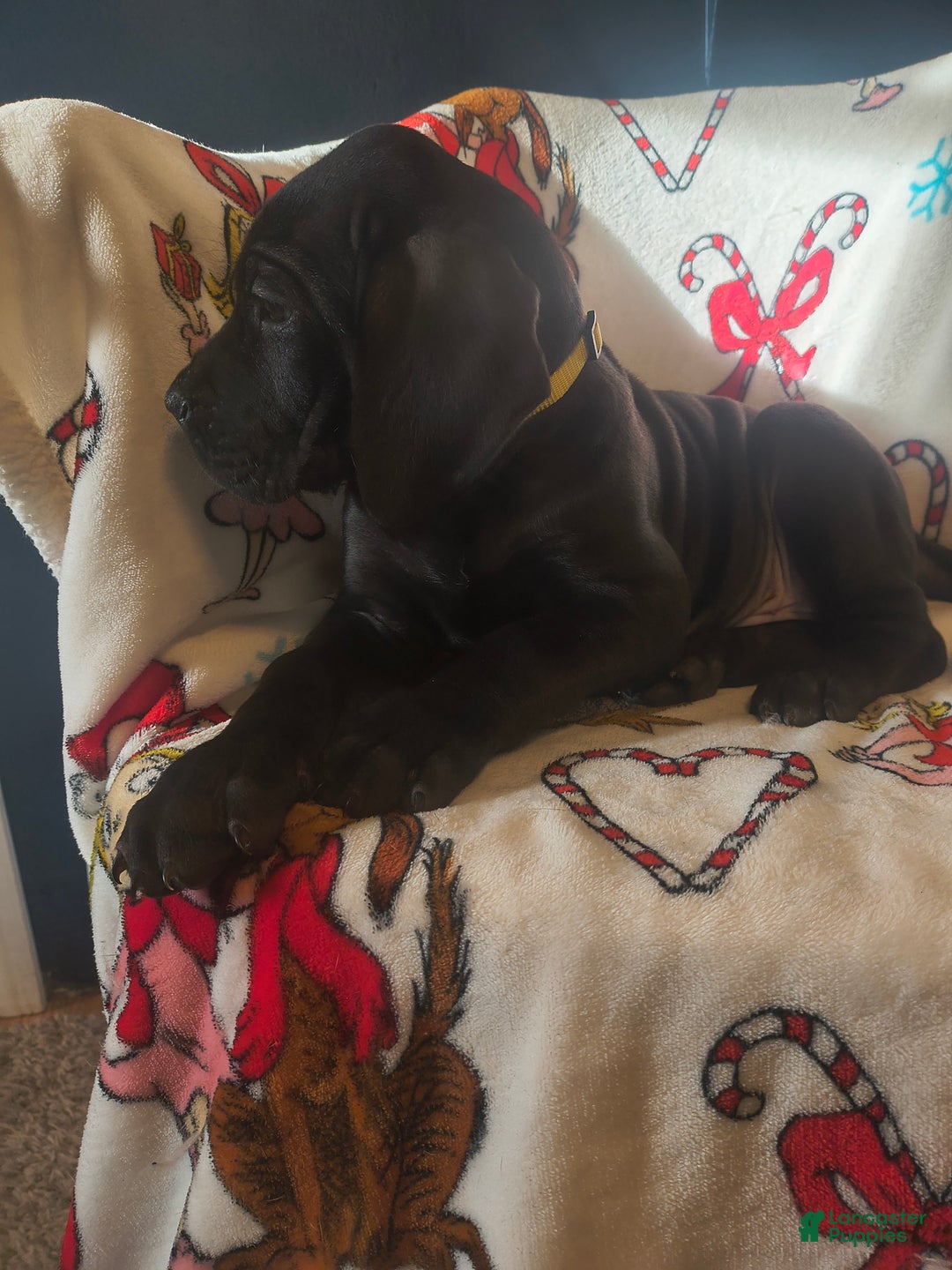 Great Dane dogs for sale: Havoc  - Ad 12
