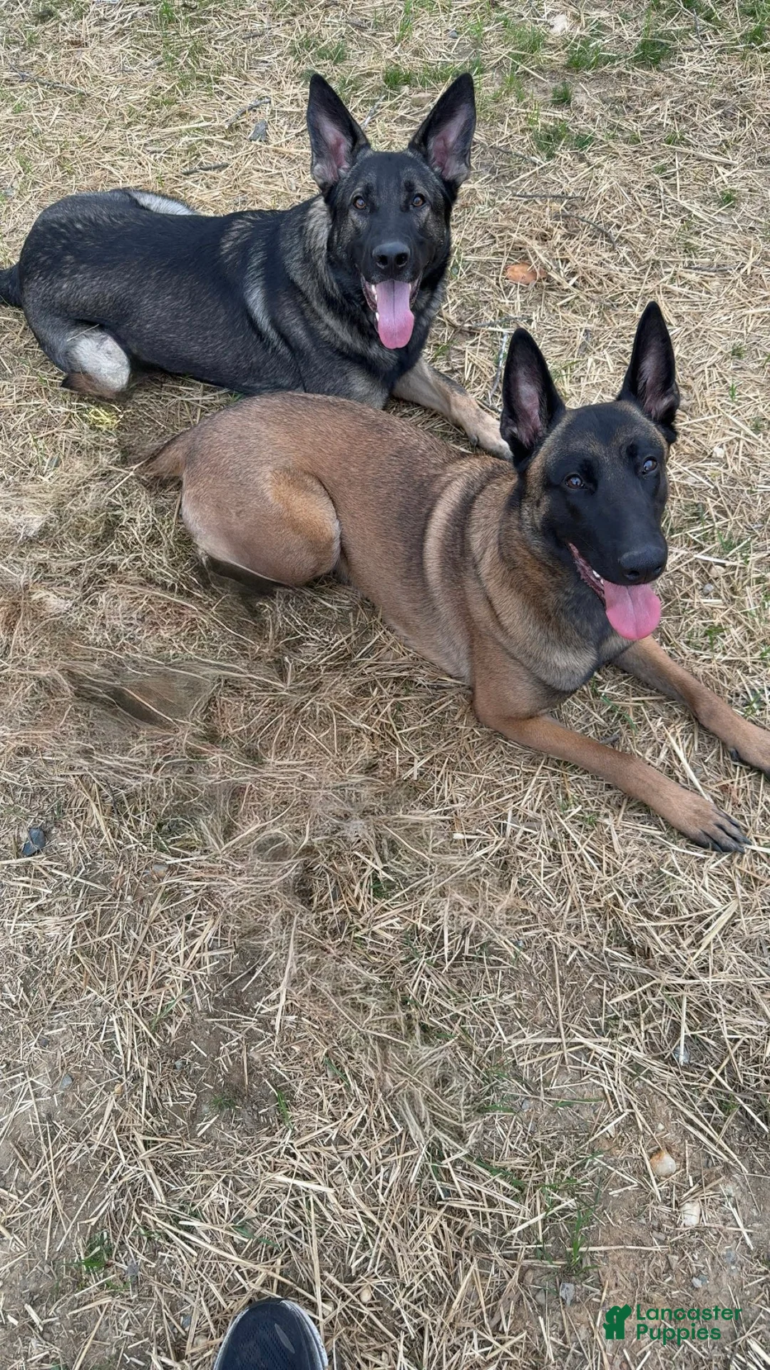 Mixed Breed dogs for sale: Purple - Ad 6