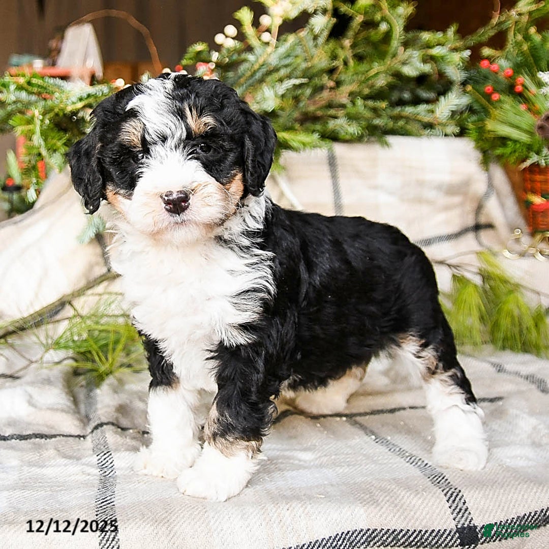 Mini Bernedoodle dogs for sale: Maple   - Ad 4