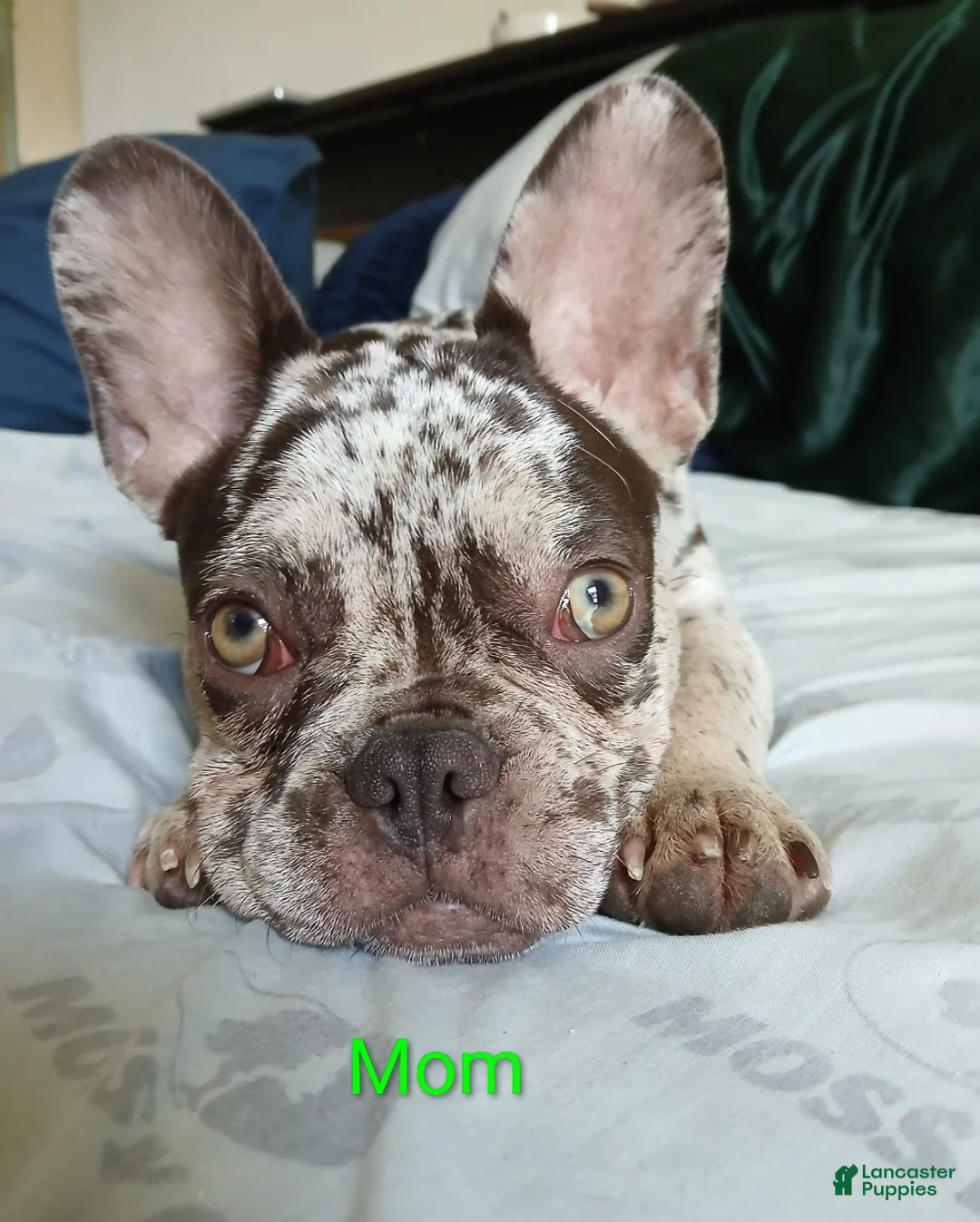 Mixed Breed dogs for sale: Mixed Breed Puppy 4 - Ad 2