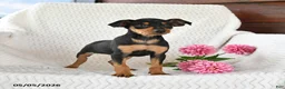 Miniature Pinscher dogs for sale: Tulip - Ad 4