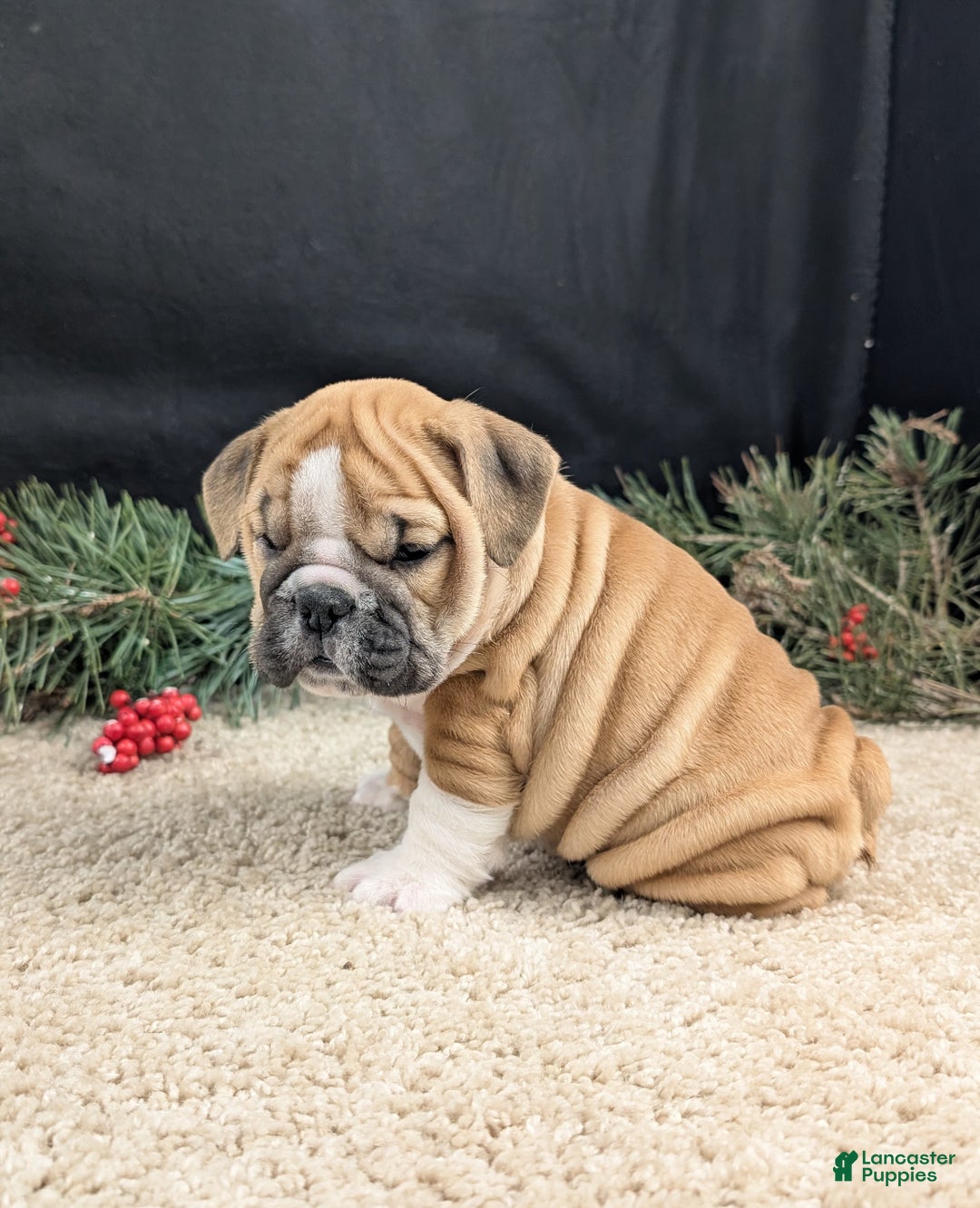 English Bulldog dogs for sale: Holly  - Ad 3