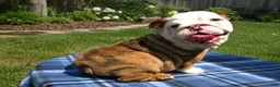 English Bulldog dogs for sale: Merle Female - Ad 4