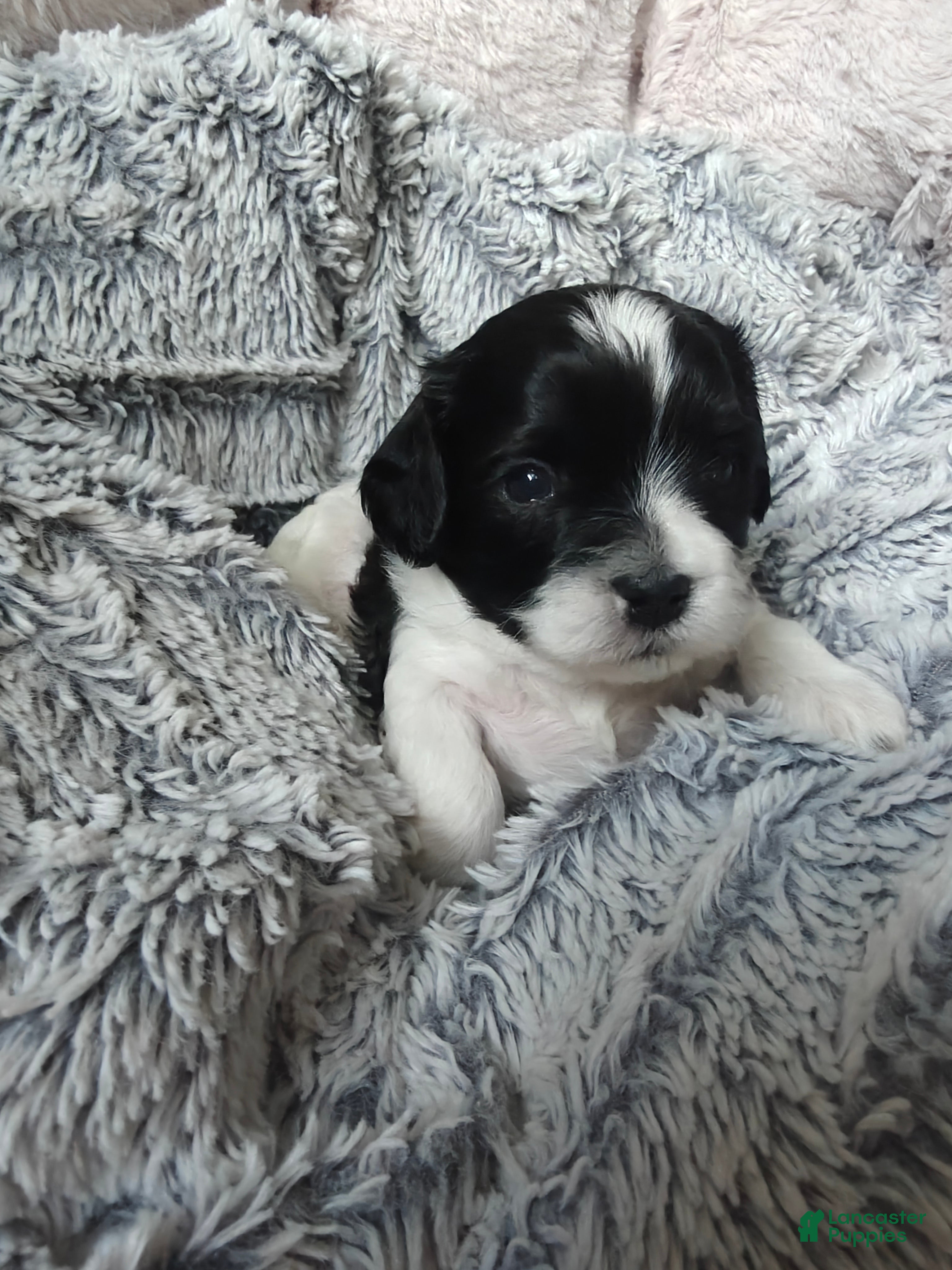 Mixed Breed dogs for sale: Mocha - Ad 2