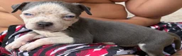American Bully dogs for sale: American Bully Puppy 4 - Ad 1
