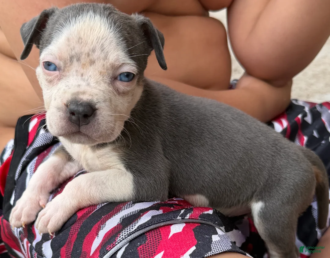 American Bully dogs for sale: American Bully Puppy 4 - Ad 1