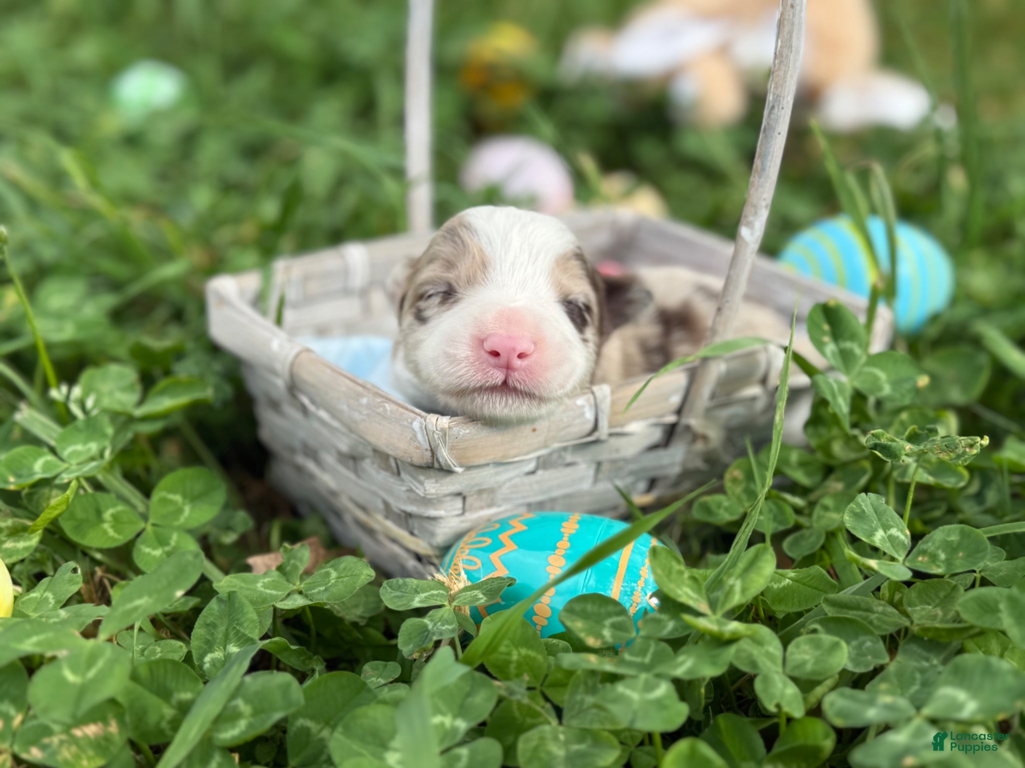 Border Collie dogs Red Merle Boy - Ad 9