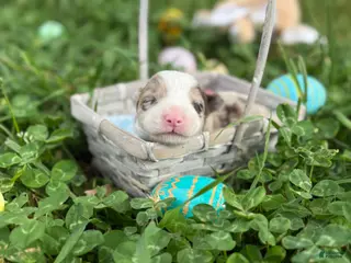 Border Collie dogs Red Merle Boy - Ad 9