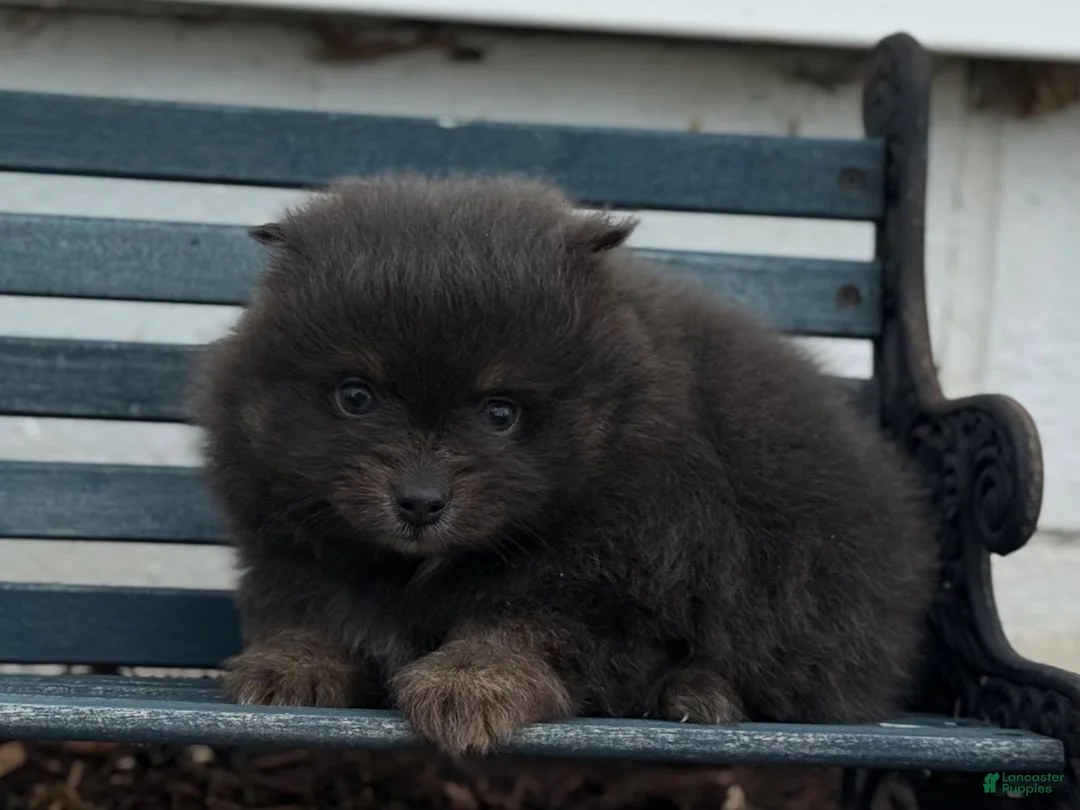 Pomeranian dogs for sale: Oscar - Ad 5