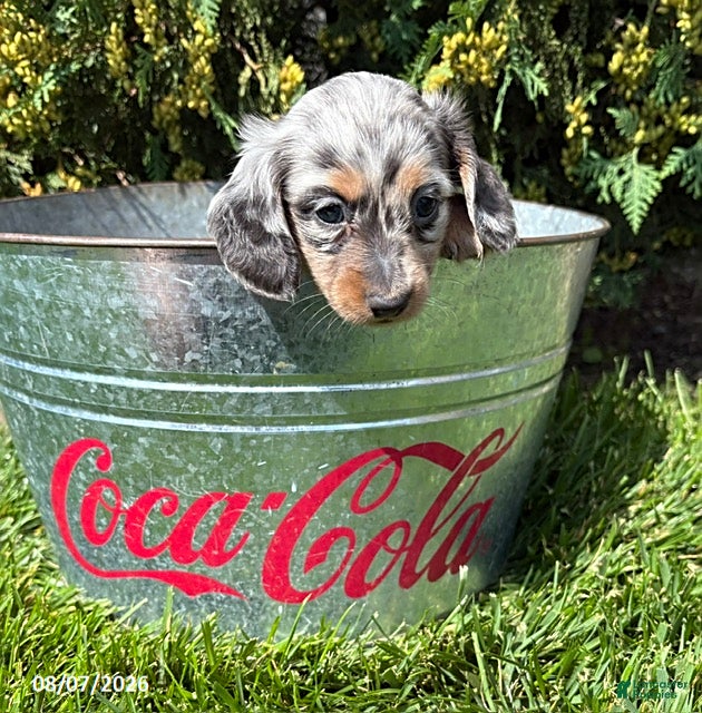 Miniature Dachshund dogs Sawyer - Ad 2