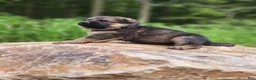 German Shepherd dogs for sale: German Shepherd 10 Thora - Ad 4