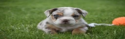 Beabull dogs for sale: Ace  - Ad 5