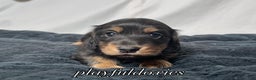 Miniature Dachshund dogs for sale: Long Haired Black & Tan Male Dachshund  - Ad 7