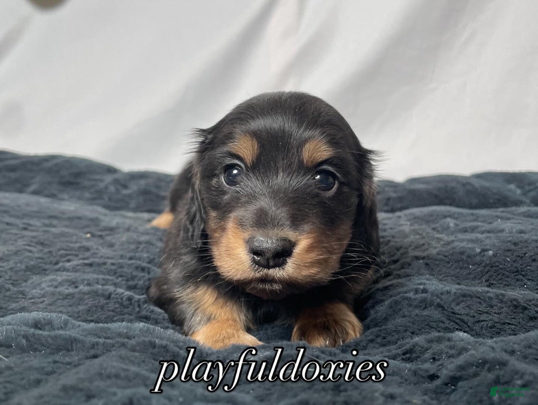 Miniature Dachshund dogs for sale: Long Haired Black & Tan Male Dachshund  - Ad 7