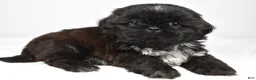 Shih Tzu dogs for sale: Sylis - Ad 2
