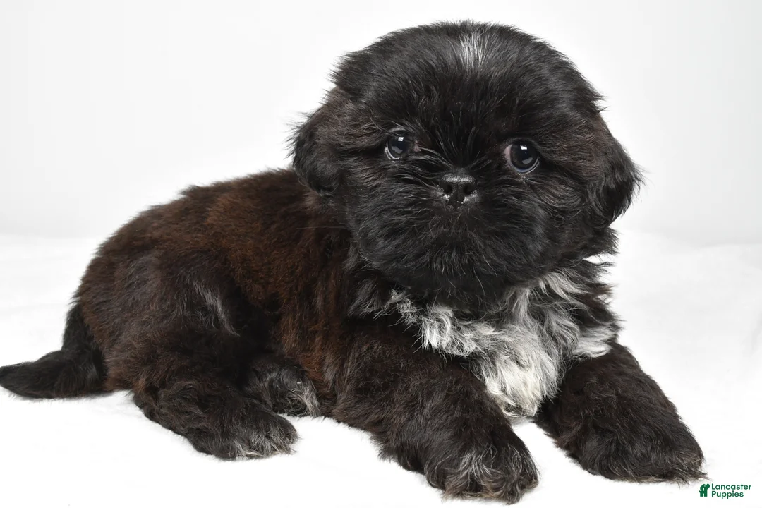 Shih Tzu dogs for sale: Sylis - Ad 2