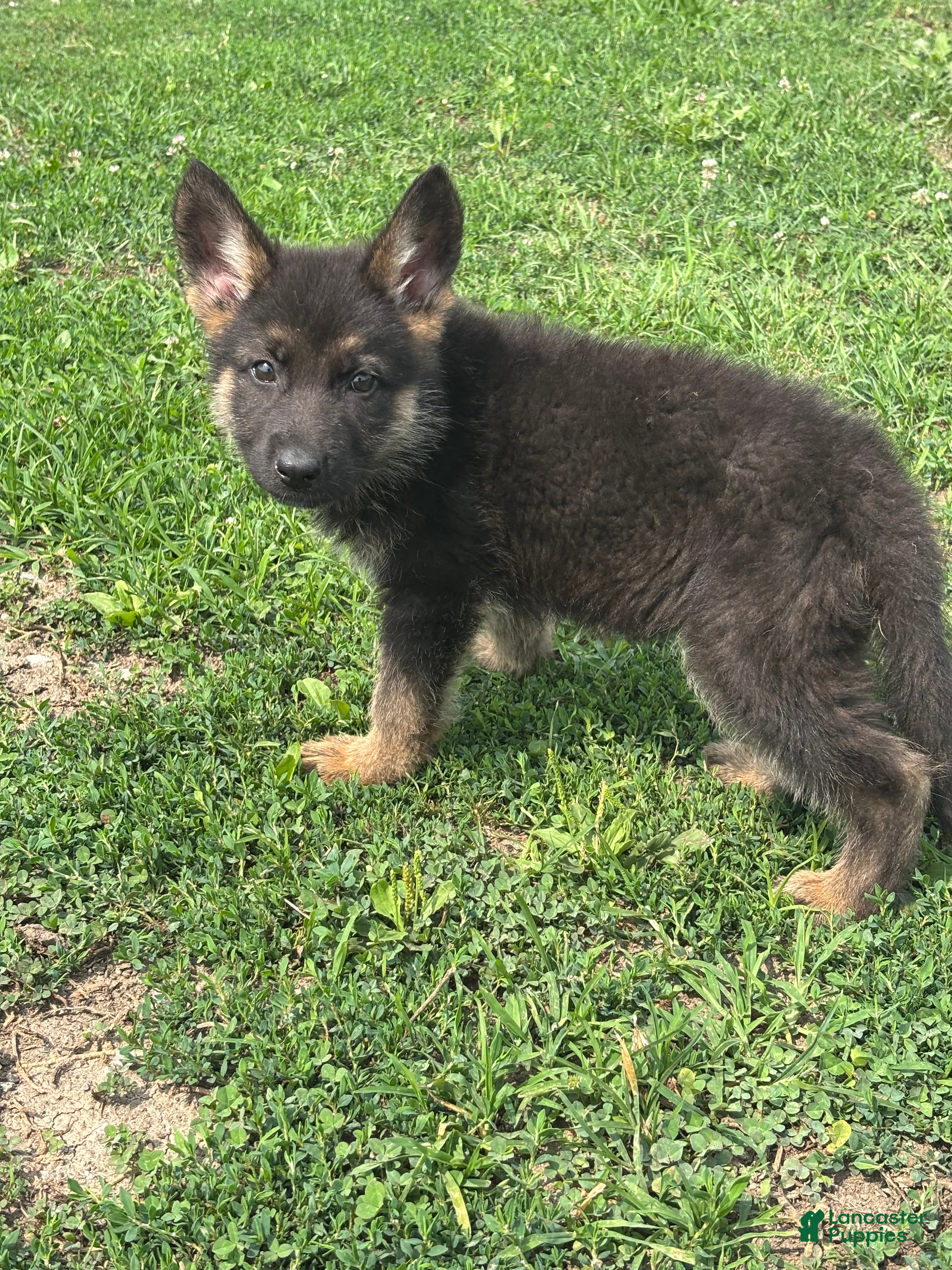 German Shepherd dogs Rosie - Ad 2