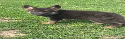 German Shepherd dogs for sale: Rosie - Ad 2