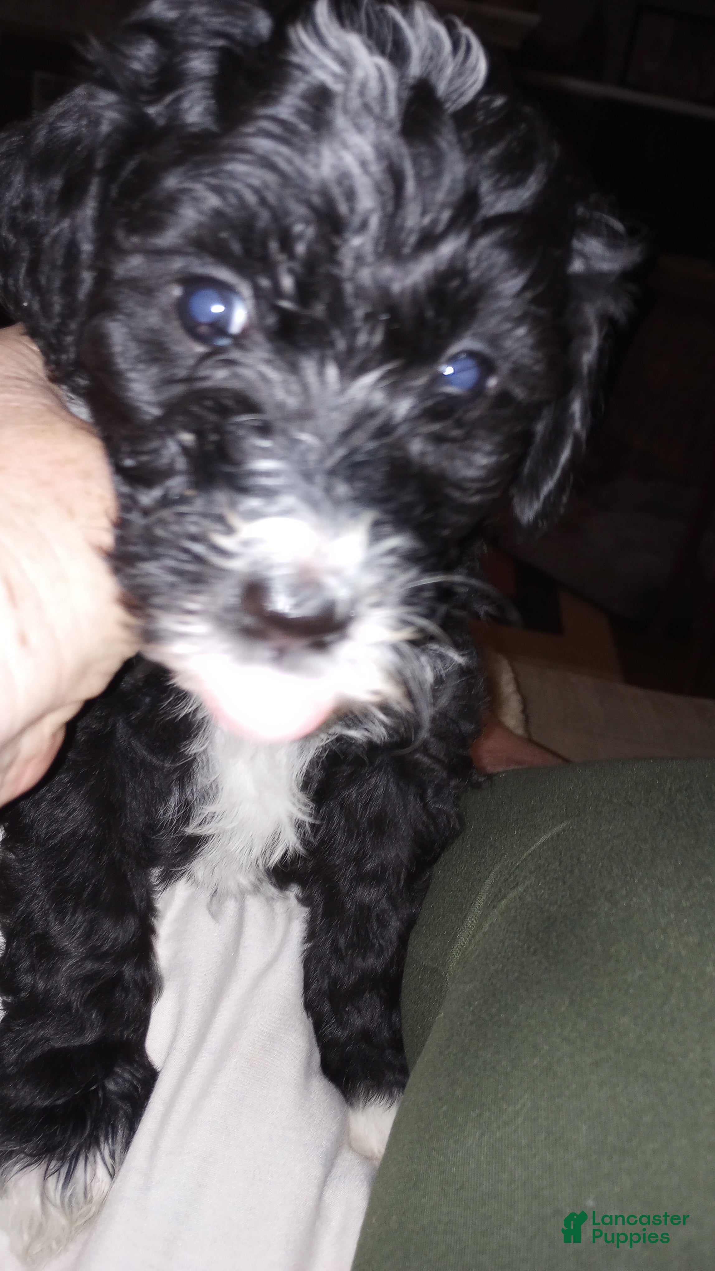 Mini Bernedoodle dogs Saint - Ad 2