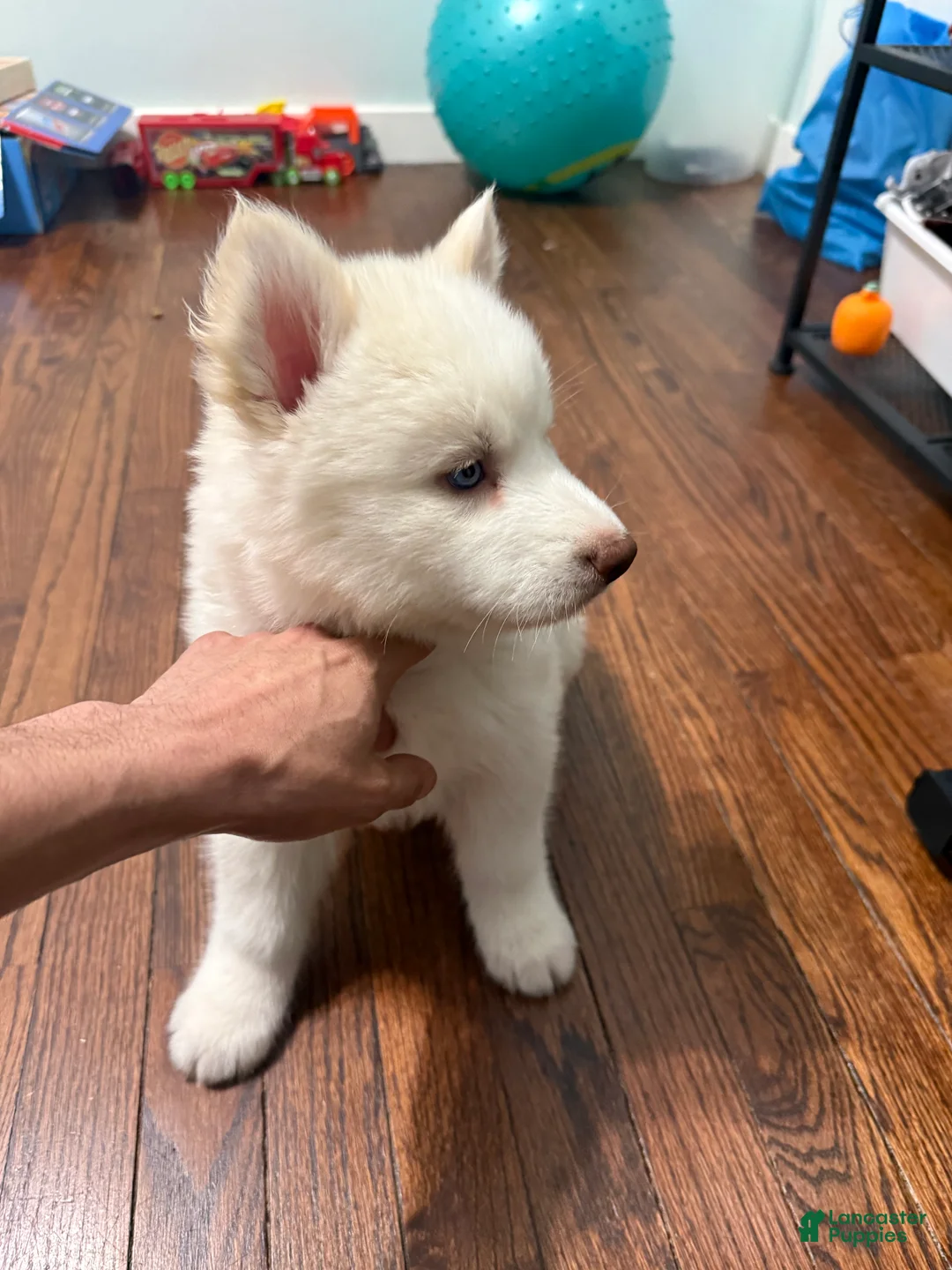 Siberian Husky dogs for sale: Bella - Ad 1