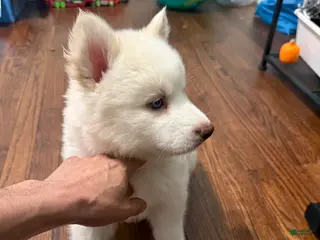 Siberian Husky dogs Bella - Ad 24