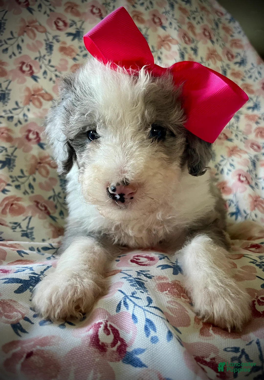 Sheepadoodle dogs for sale: Sheepadoodle Puppy 5 - Ad 2