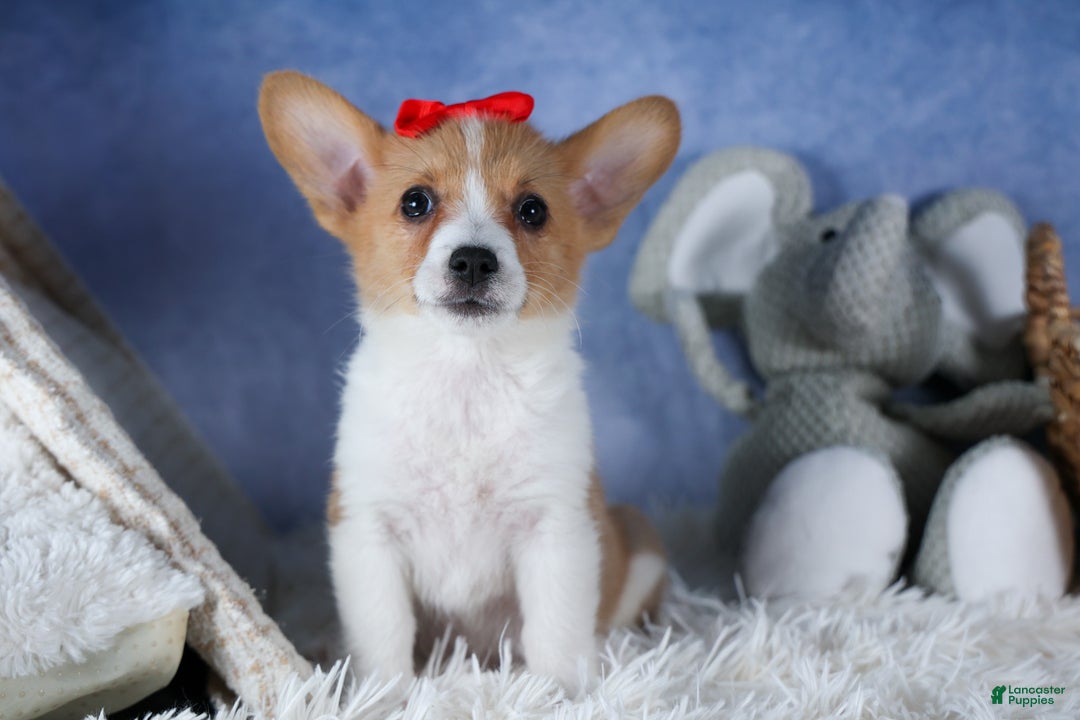 Welsh Corgi Pembroke dogs for sale: Lulu - Ad 6