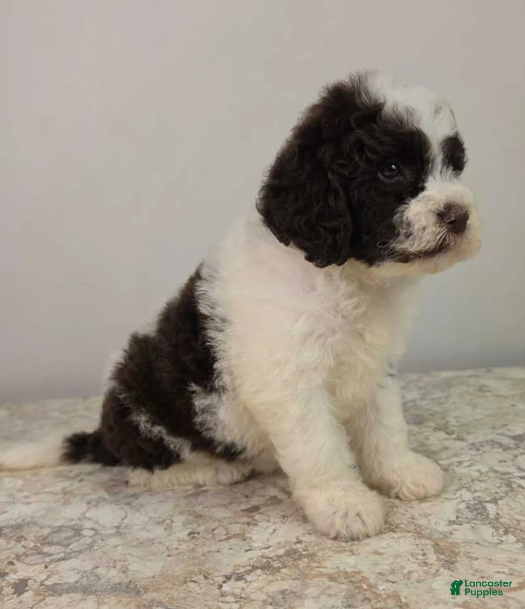 Mini Sheepadoodle dogs for sale: Nutella - Ad 2