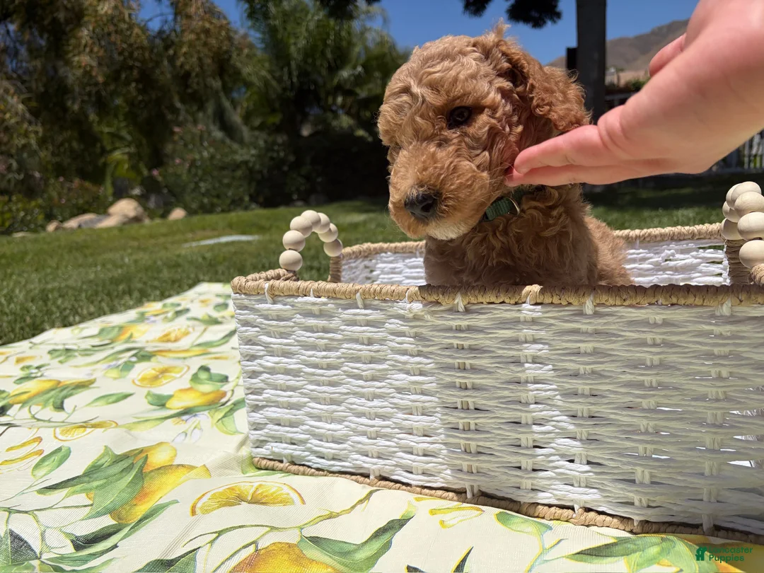 Goldendoodle dogs for sale: Pickles - Ad 2