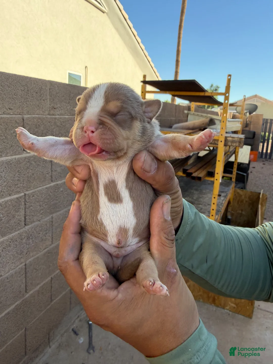 Mixed Breed dogs for sale: Tricolor - Ad 1