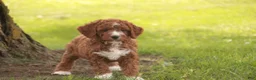 Cavapoo dogs for sale: Rory Cavapoo  - Ad 8