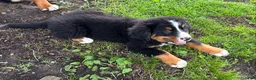 Bernese Mountain Dog dogs for sale: Bernese Mountain Dog Puppy 2 - Ad 3