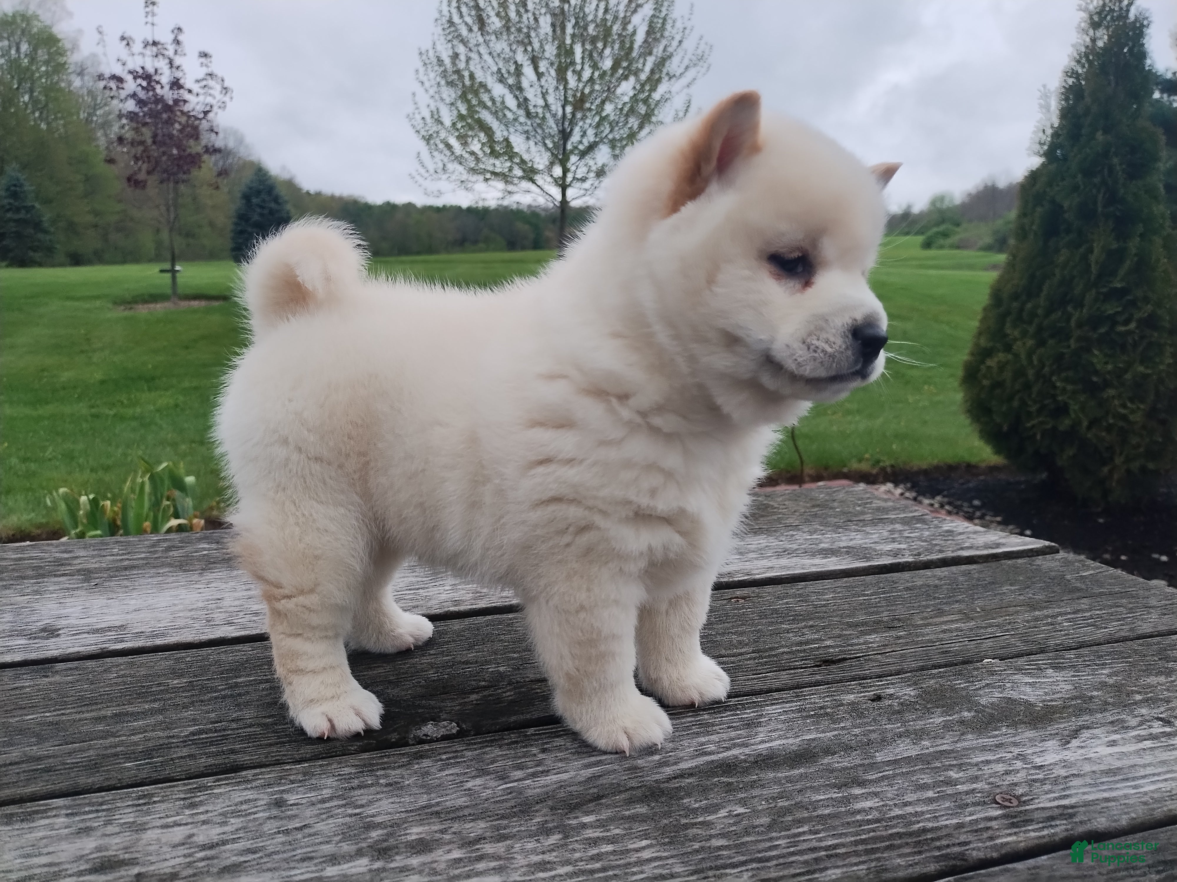 Shiba Inu dogs Jasper  - Ad 34
