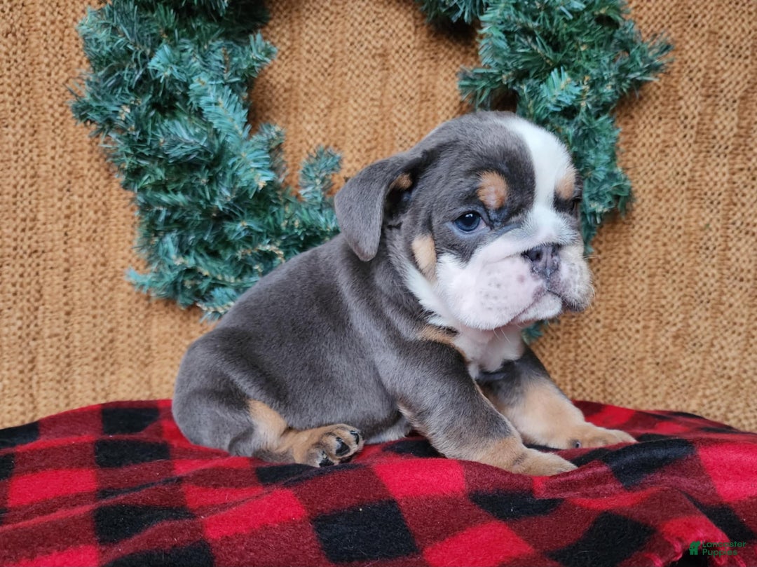 English Bulldog dogs for sale: Elliot - Ad 15